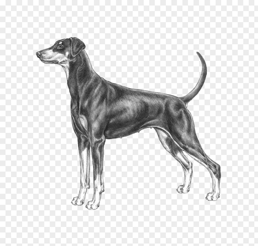 Pumi Dog Breed Greyhound Dobermann Standard Schnauzer German Pinscher PNG