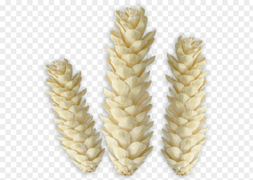 Rhapis Excelsa Emmer Sprouted Wheat PNG