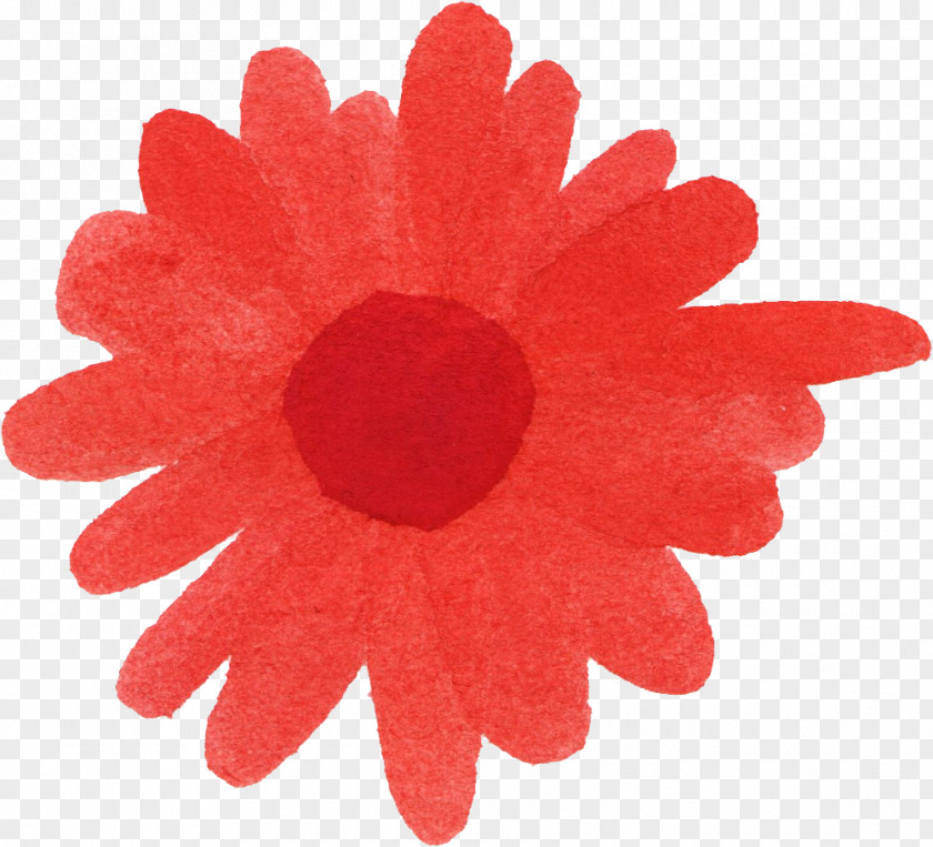 Watercolor Flower Cut Flowers Transvaal Daisy Chrysanthemum Petal PNG