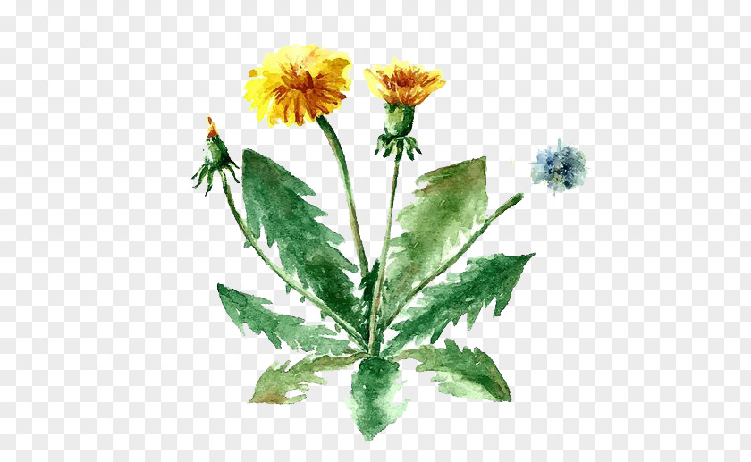 Watercolor Flowers Herb Drawing Medicinal Plants Illustration PNG