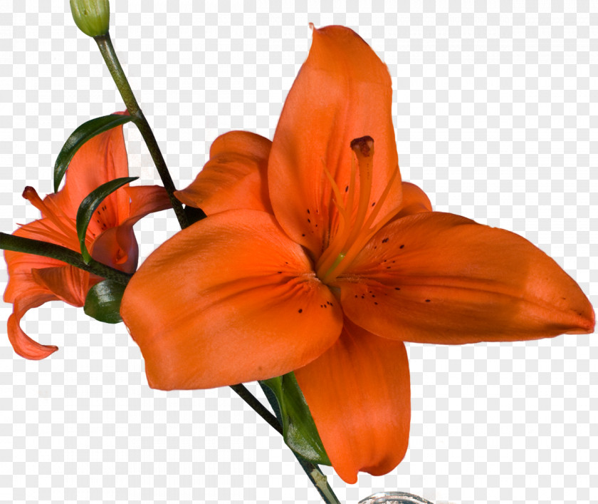 Bercak Filigree Snakes Orange Lily Red Yellow White PNG