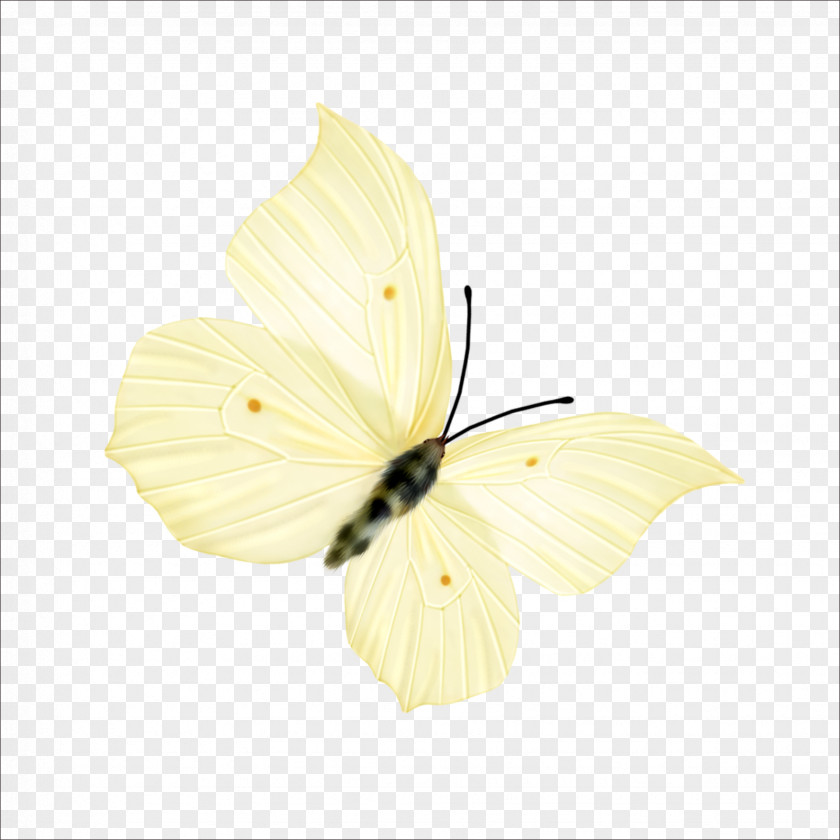 Butterfly Nymphalidae Pieridae Yellow Petal PNG