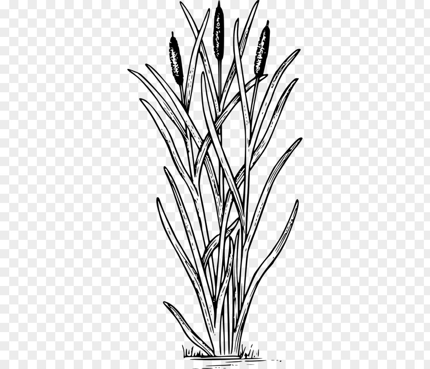 Child Coloring Book Typha Latifolia Swamp Aquatic Plants PNG