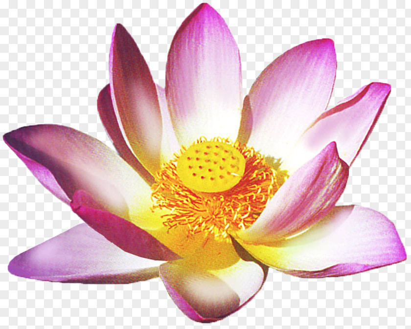 Huji Flower Vector Faith Healing Health Reiki Lotus Thai Massage PNG