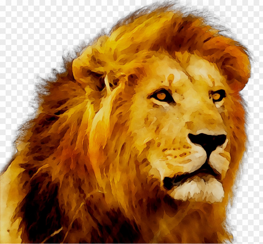 Maasai Mara Killing Of Cecil The Lion Serena Airport Safari PNG