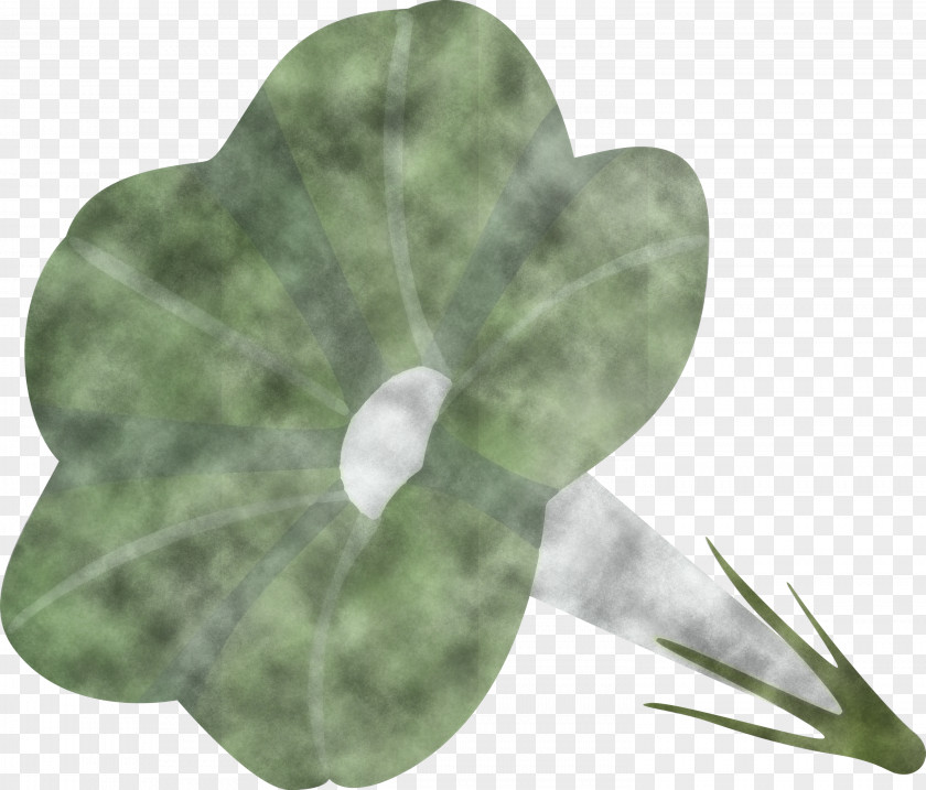 Morning Glory Flower PNG