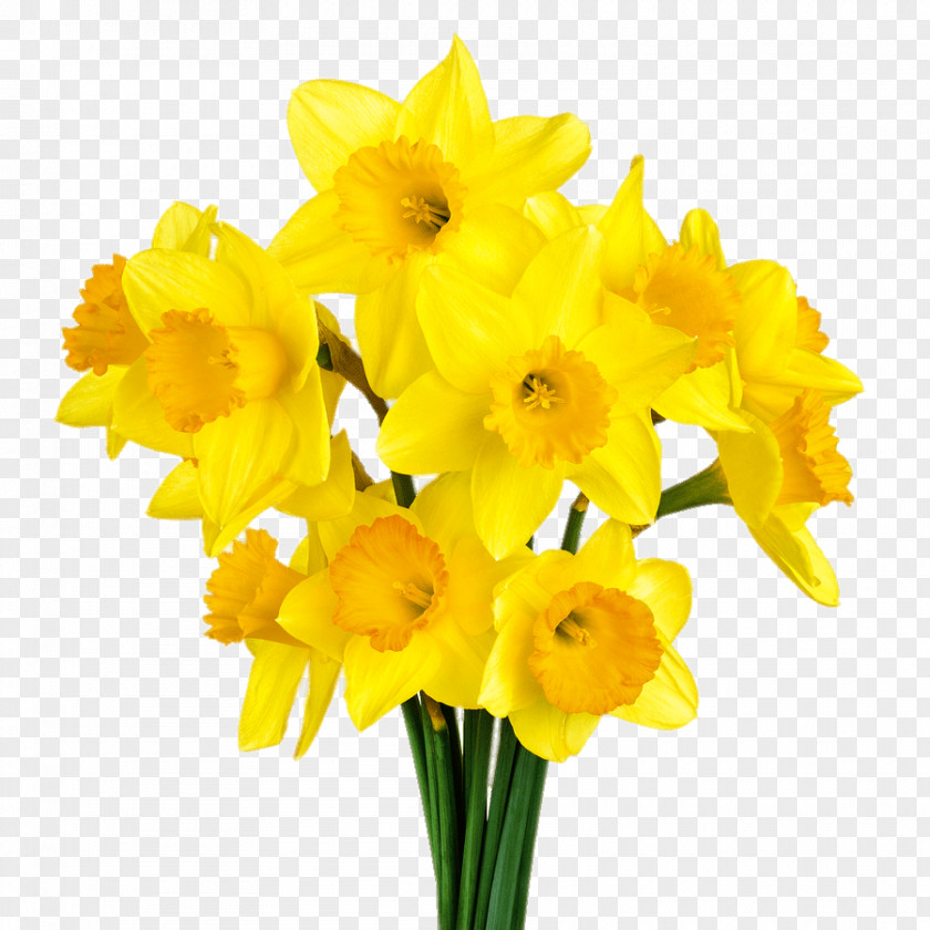 Narcissus Pseudonarcissus Clip Art PNG