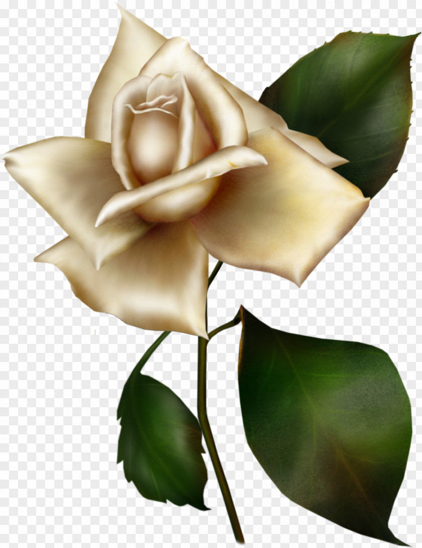 White Rose Garden Roses Flower Rosa Gallica Blue Lilac PNG