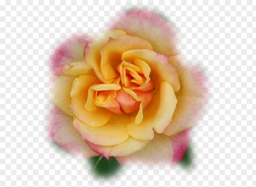 666 Floribunda Cabbage Rose Garden Roses Cut Flowers Petal PNG