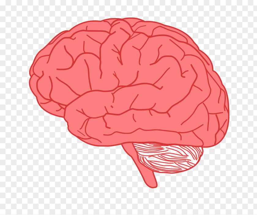 Brain Human Clip Art PNG