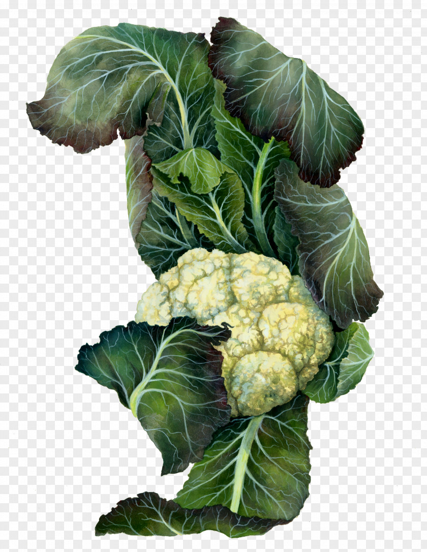 Cauliflower Botanical Illustration Cruciferous Vegetables Drawing Mustards PNG