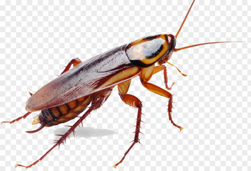 Cockroach German Insect Pest Control PNG