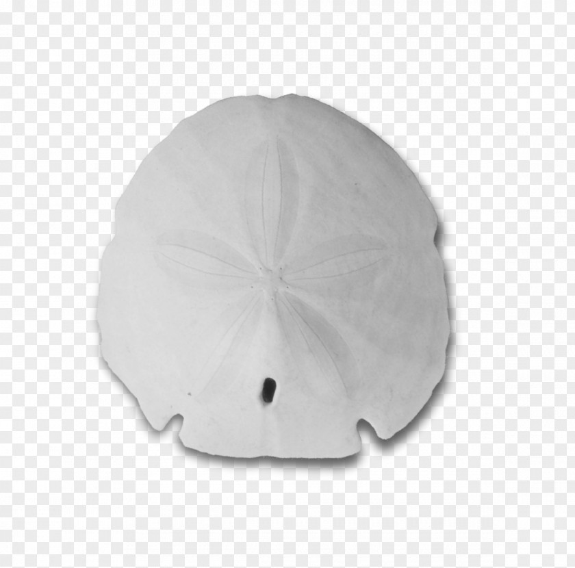 Sand Dollar Keyhole Seashell PNG