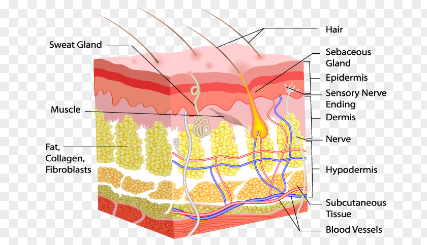 Skin Problem Dermis Human Body Hair Follicle PNG