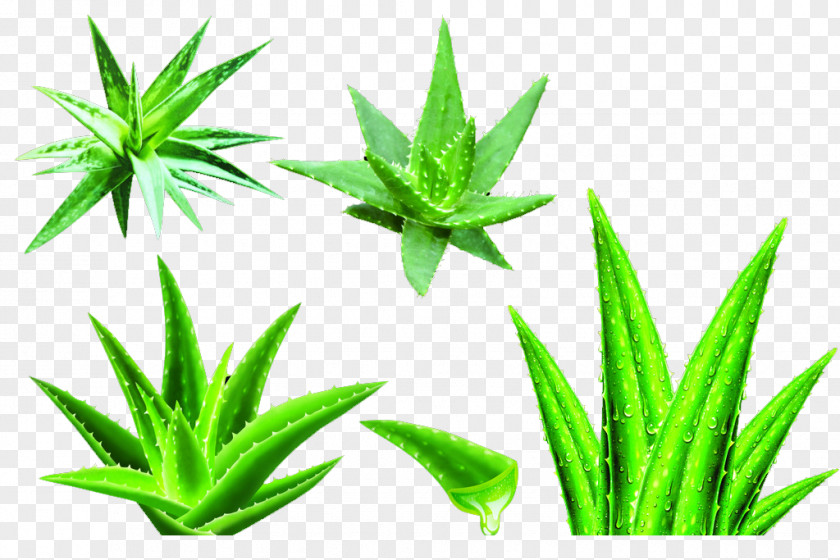 Aloe Collection Vera Gel Raster Graphics PNG