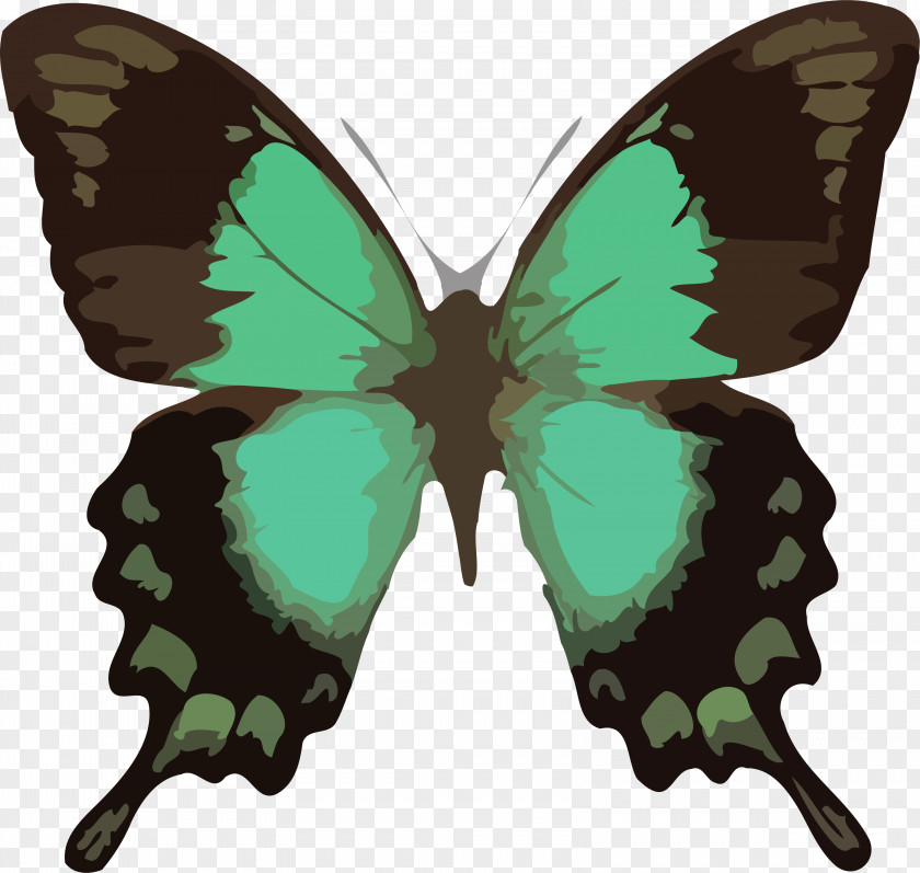 Caterpillar Clipart Butterfly Swallowtail Old World Green Papilio Lorquinianus PNG