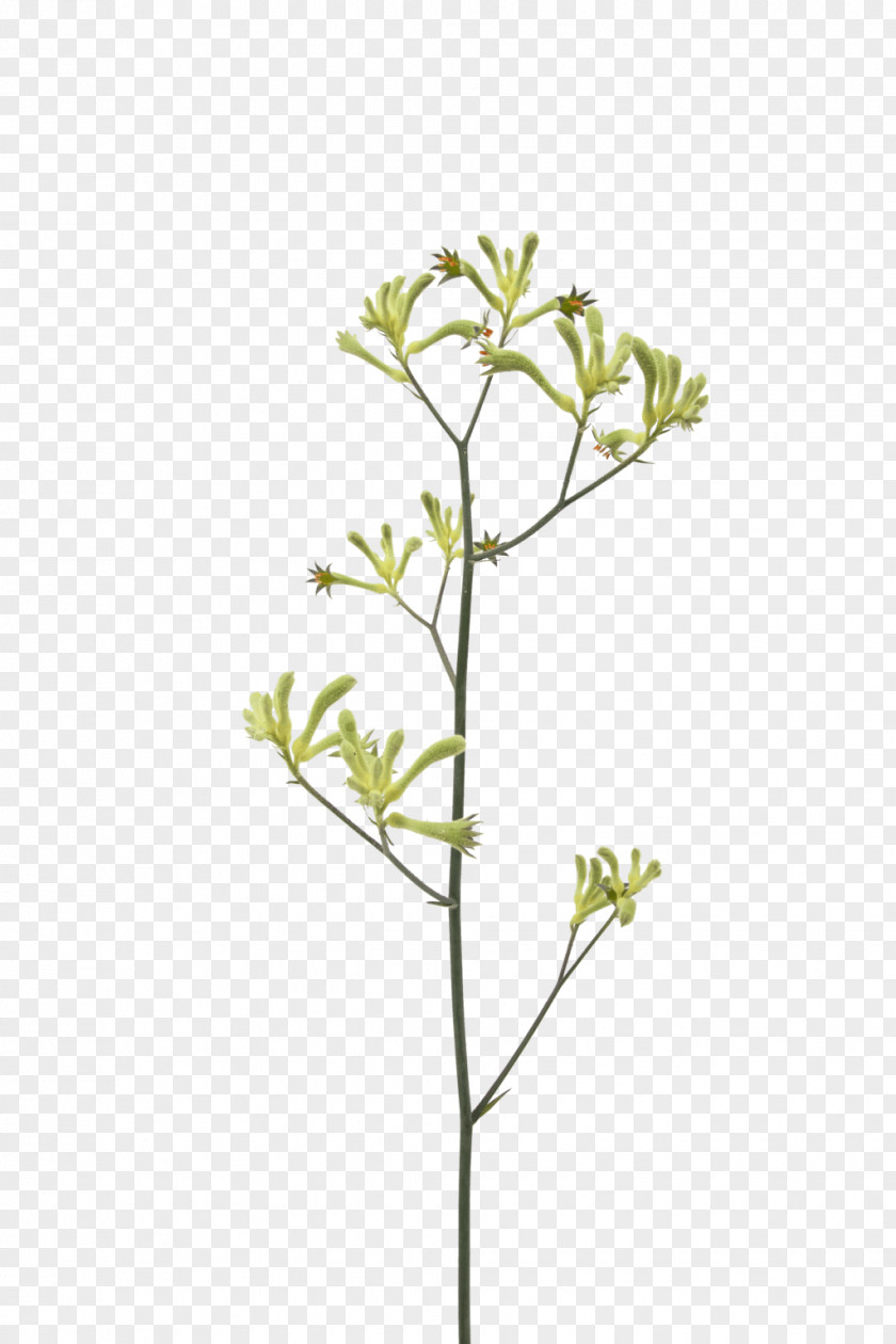 Flower Kangaroo Paw Anigozanthos Flavidus Plant Stem PNG