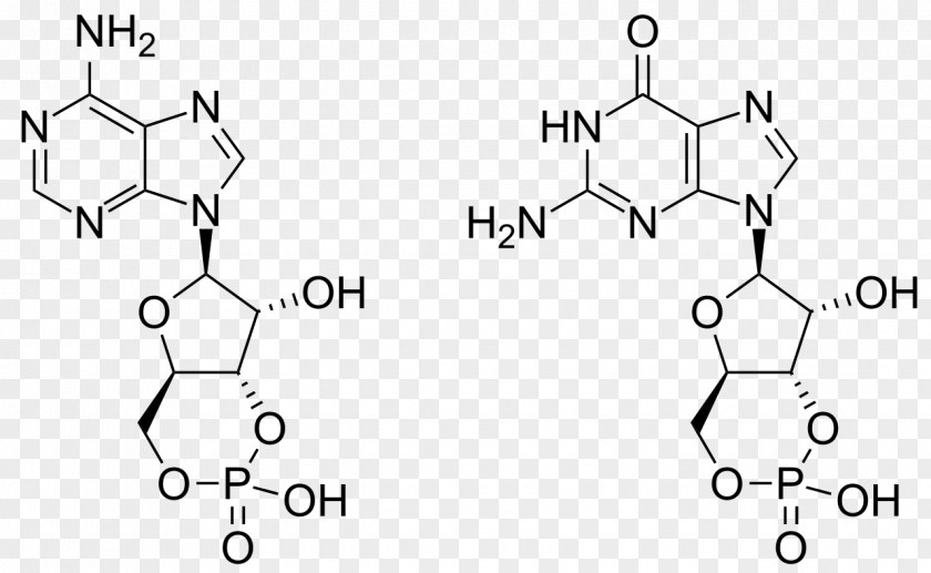 Guanosine Cyclic Monophosphate Adenosine Triphosphate PNG