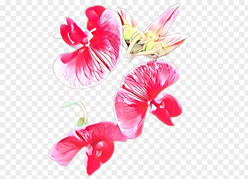 Petal Pink Flower Plant Sweet Pea PNG