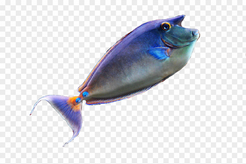 Seabed Fish Marine Biology PNG