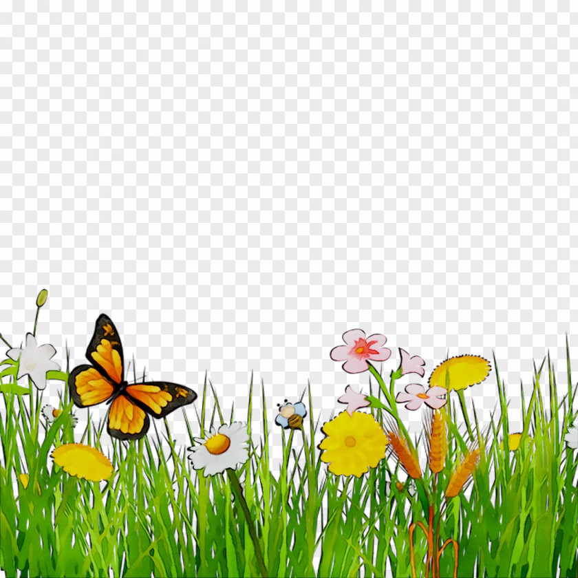 Brush-footed Butterflies Insect Desktop Wallpaper Computer Grasses PNG