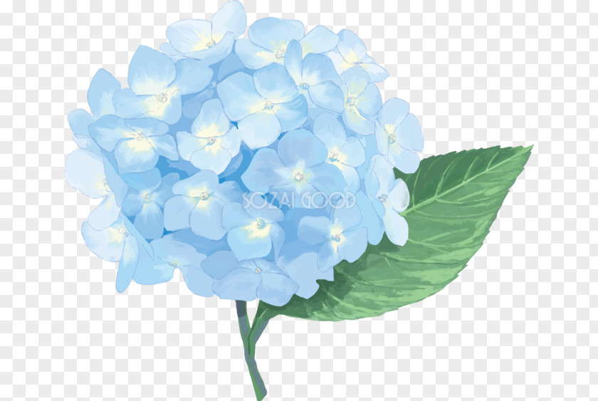 Hydrangea Flower French パソコンサロンみつきのもり East Asian Rainy Season Illustrator PNG