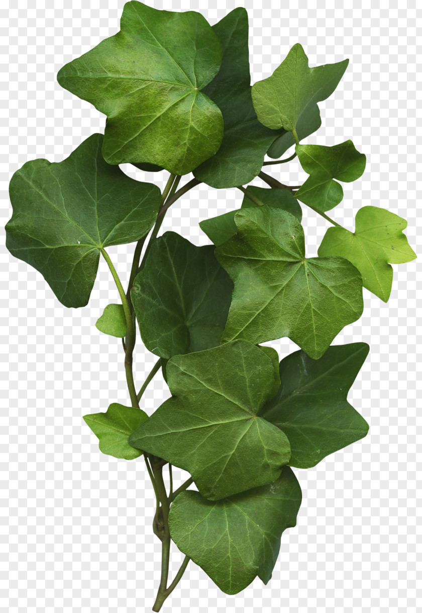 Leaf Flowerpot Plant Stem Branching PNG