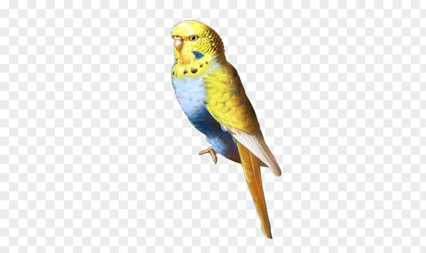 Parakeet Centerblog Macaw Feather PNG