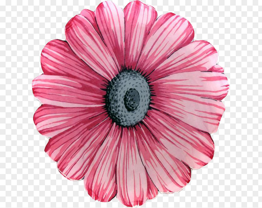 Pink Flower Calendar Petal Common Daisy PNG