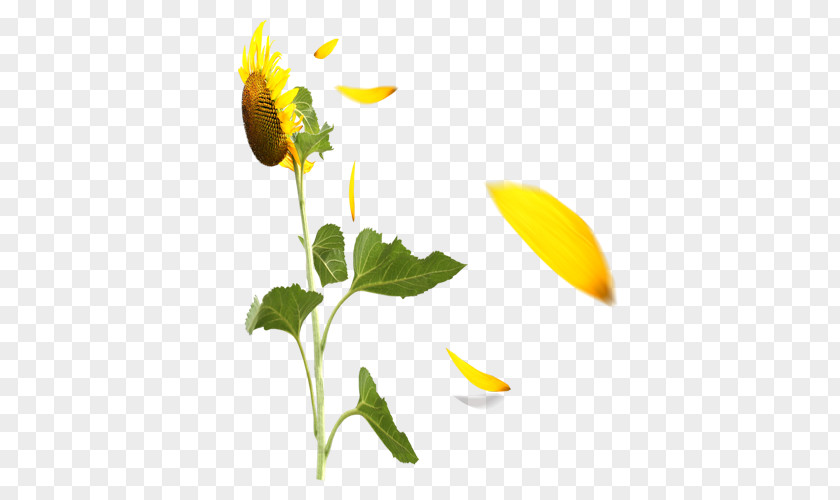 Sunflower Common Petal PNG