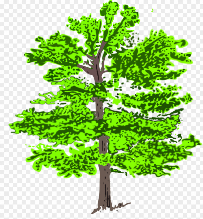 Tree Clip Art Vector Graphics Illustration Euclidean PNG