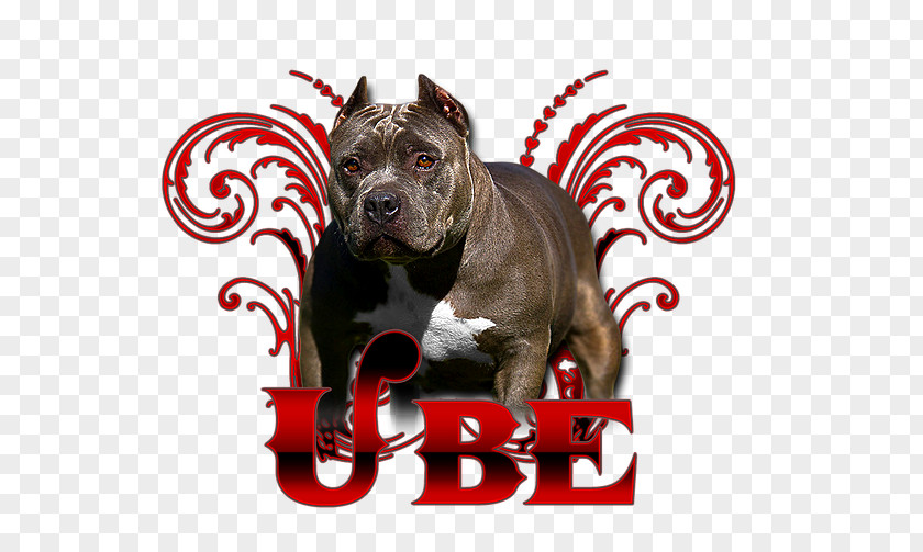 American Bully Dog Breed Pit Bull Terrier PNG