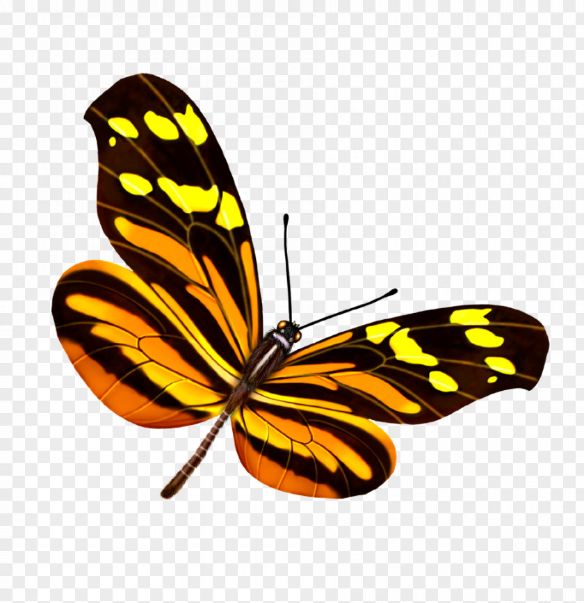 Butterfly Yellow Google Images PNG