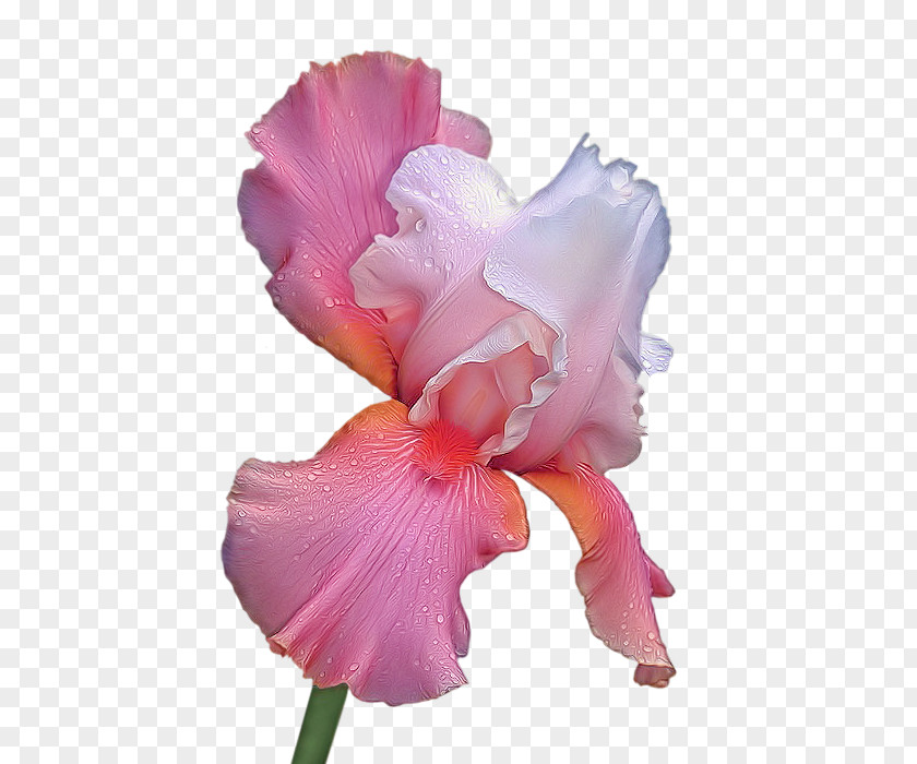 Flower Irises Iris Croatica Blume Garden PNG