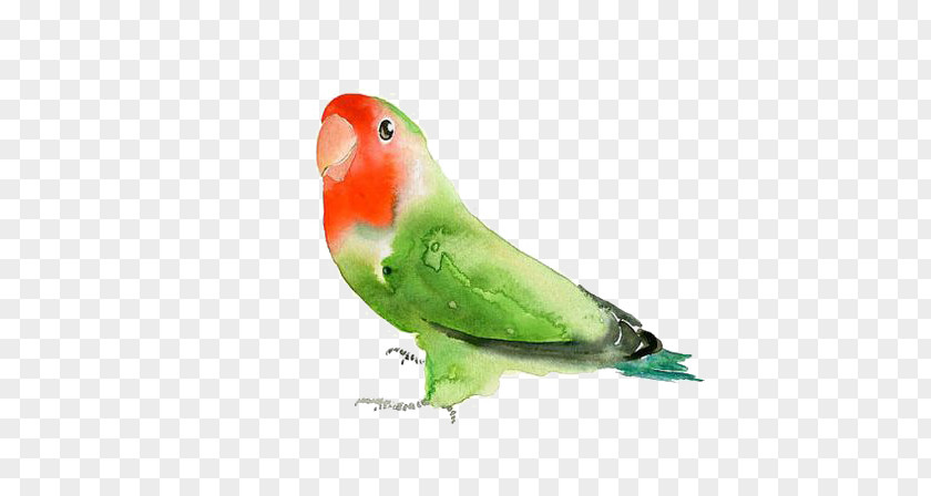 Green Parrot Budgerigar Lovebird Watercolor Painting PNG