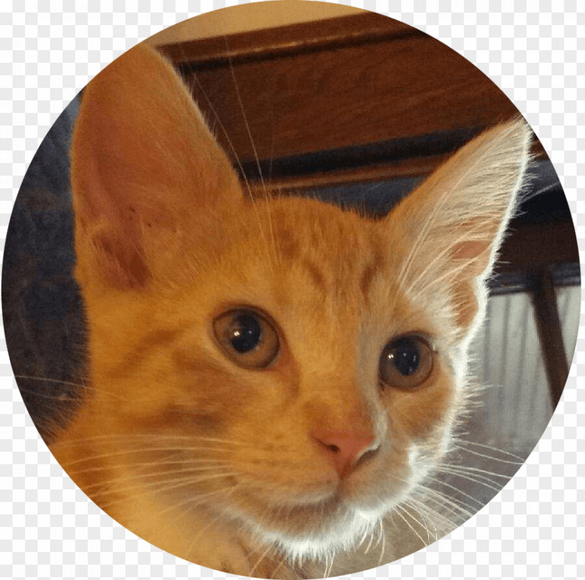 Pet Adoption Whiskers Kitten Domestic Short-haired Cat Tabby PNG
