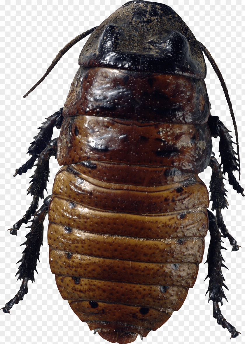 Roach Bug Image Florida Woods Cockroach Insect American Bed PNG