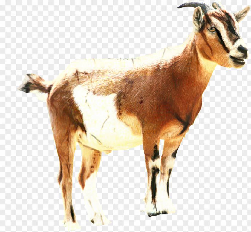 Sheep Clip Art Russian White Goat Barbari PNG