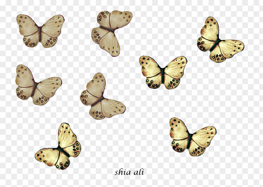 SNAPSHAT Brush-footed Butterflies Shia Islam Drawing Pieridae Moth PNG