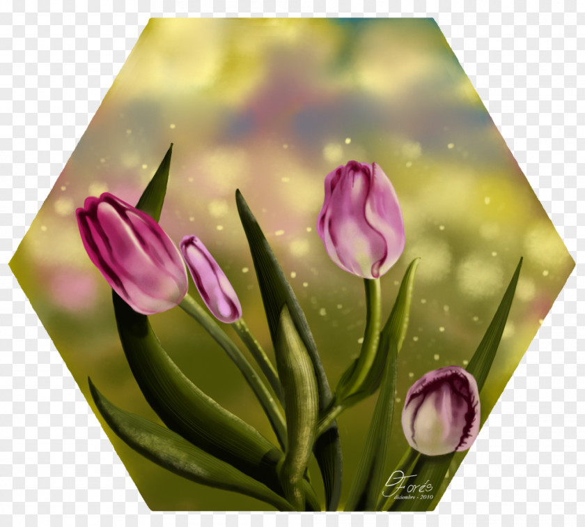 Tulip Floral Design Cut Flowers Petal PNG