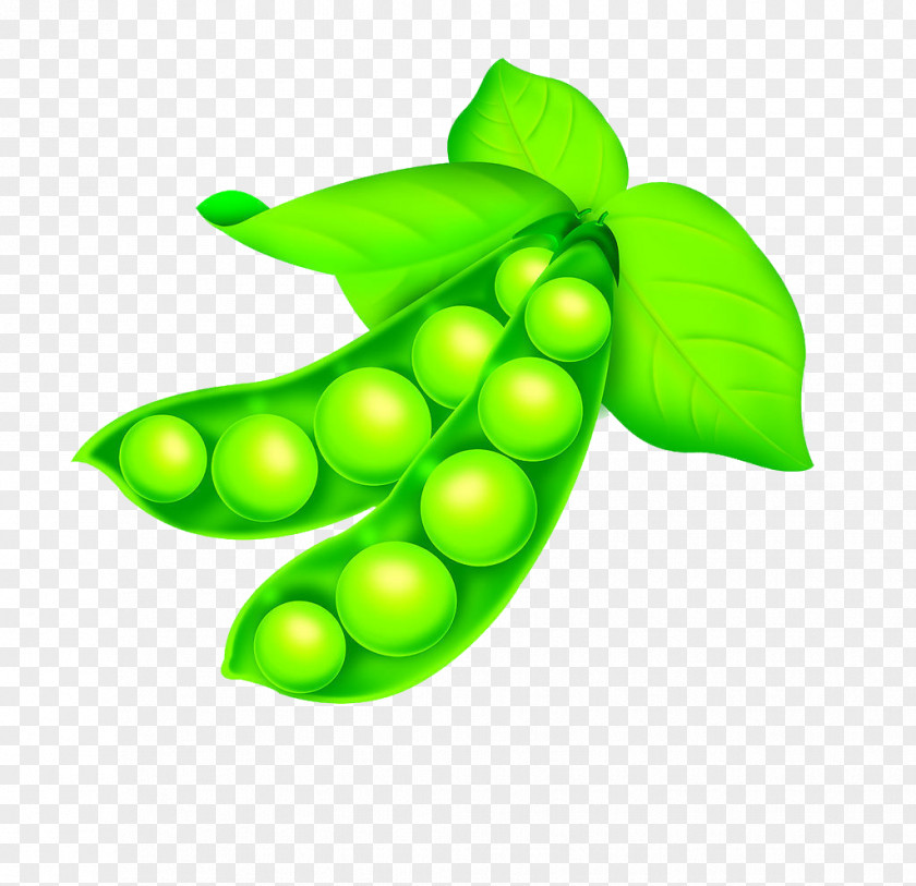 Vector Peas Common Bean Pea Lima PNG