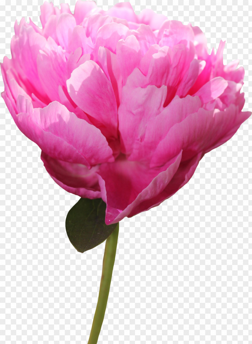 Peony Picture Flower Clip Art PNG