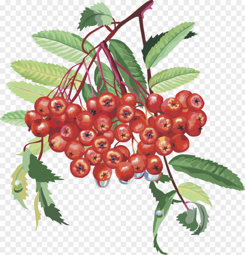 Vector Lantern Fruit Cherry Fruits Sorbus Aucuparia Rosaceae Rowan Nalewka Tree PNG