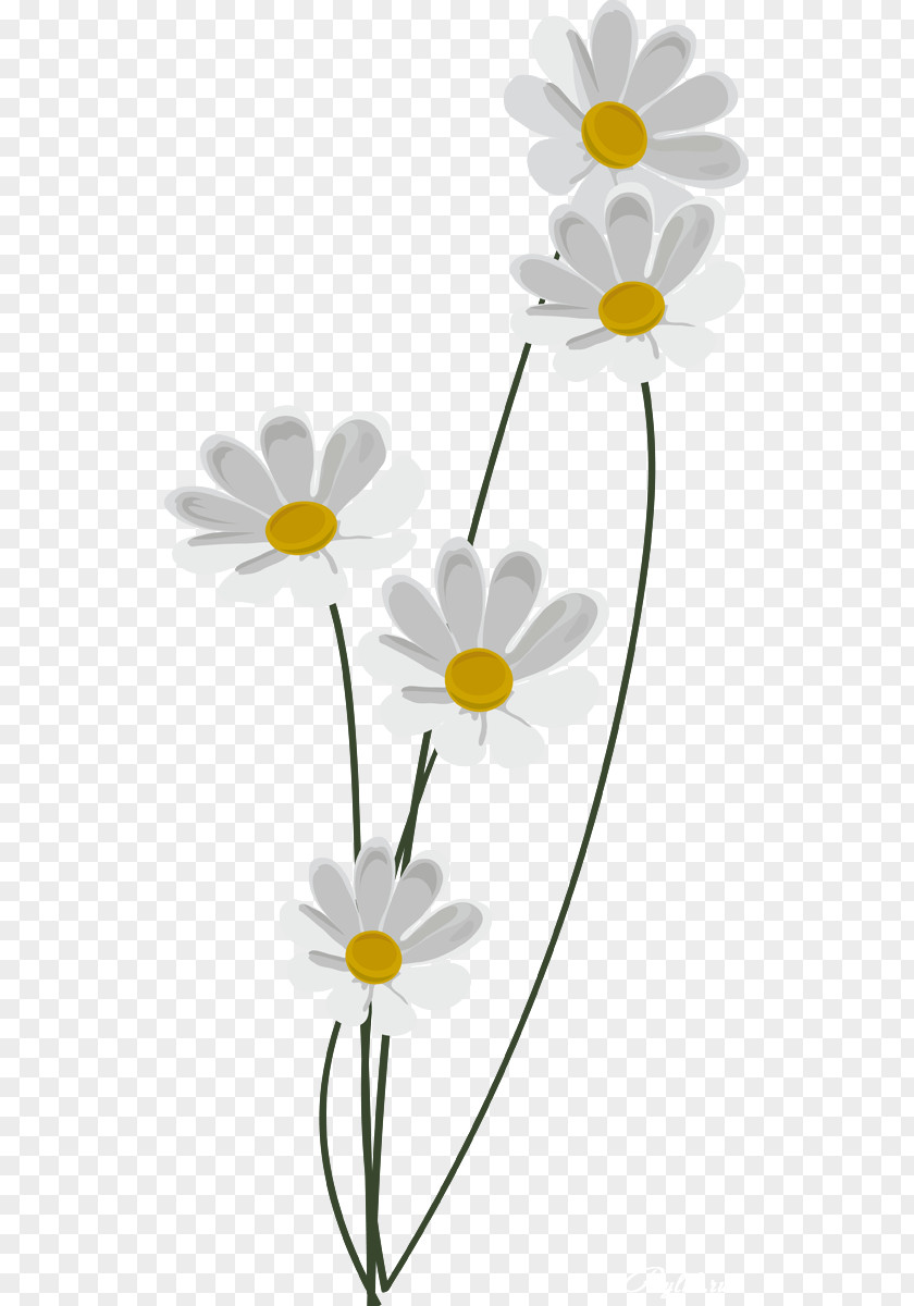 Camomile Matricaria PhotoScape Information PNG