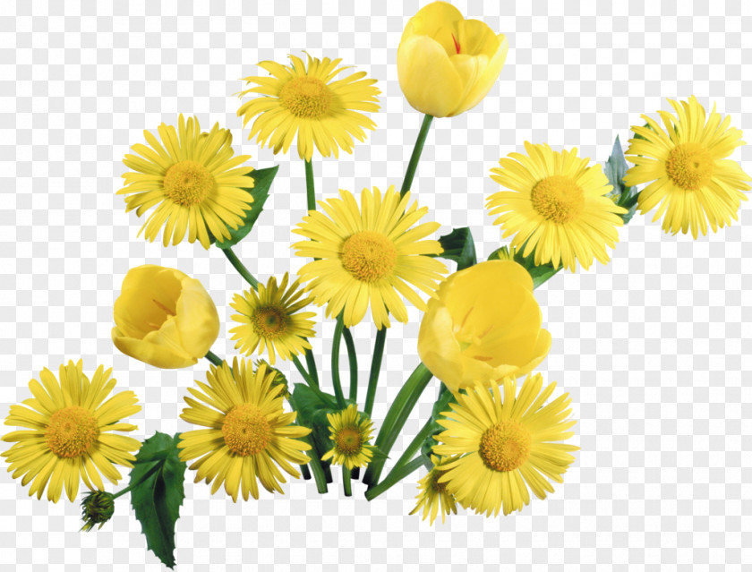 Chrysanthemum Flower Bouquet Yellow Tulip Common Daisy PNG