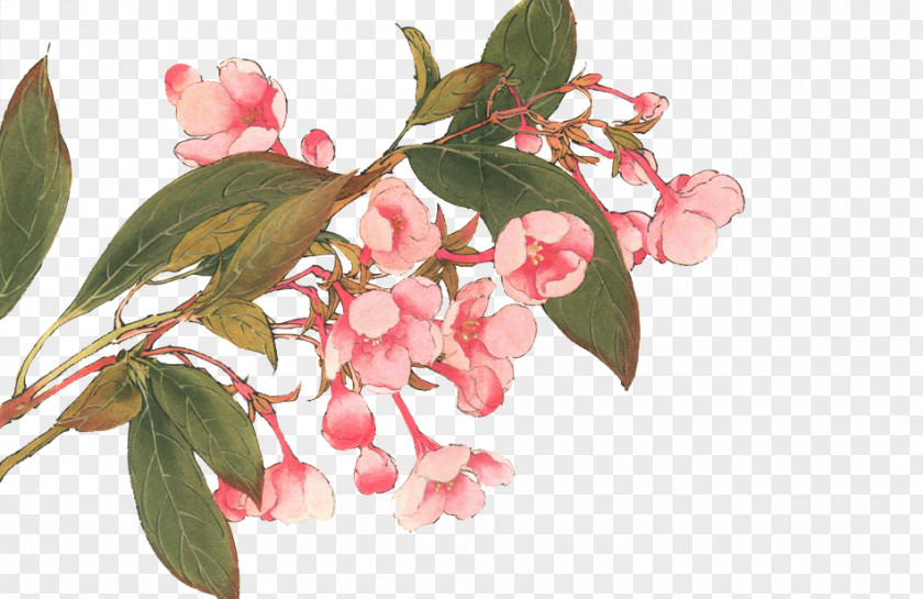 Magnolia Image Illustration Bilibili Chinese Painting PNG