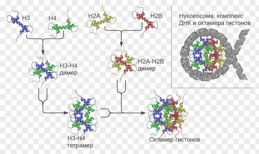 Organization Structure Nucleosome Chromatin Chromosome Histone H2A PNG