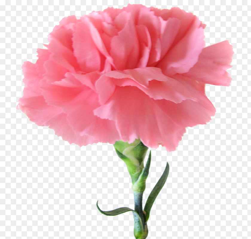 Pink Flower Carnation Birth Flowers PNG