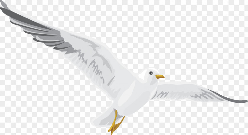Bird European Herring Gull Of Prey Gulls Beak PNG
