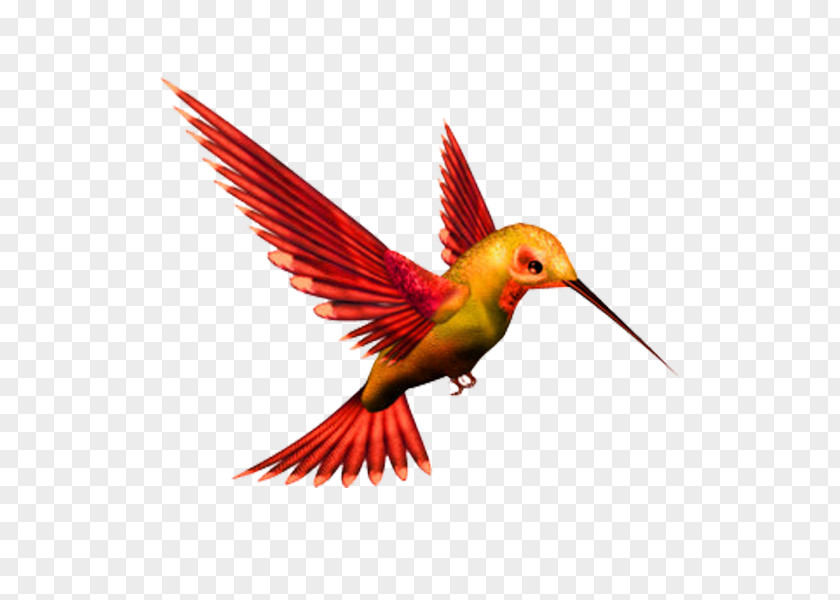 Bird Hummingbird Kingfisher Clip Art PNG